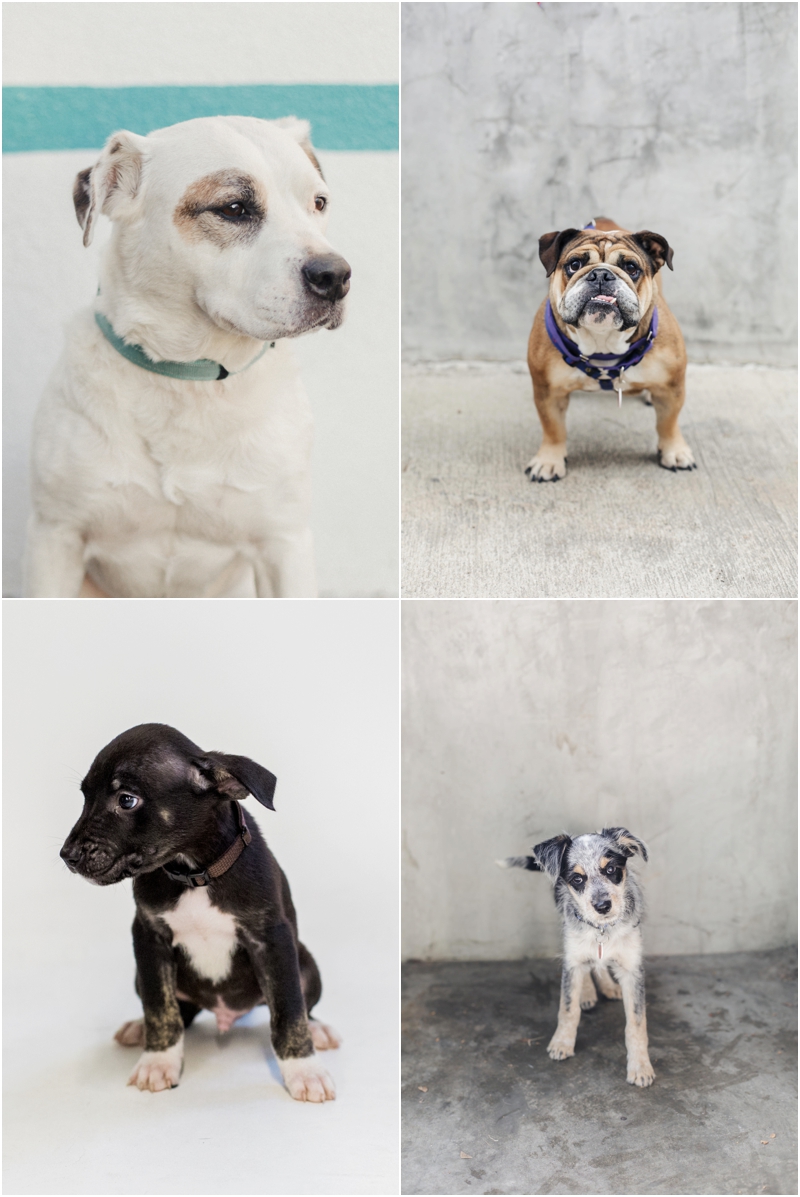  handsome dogs available for adoption 