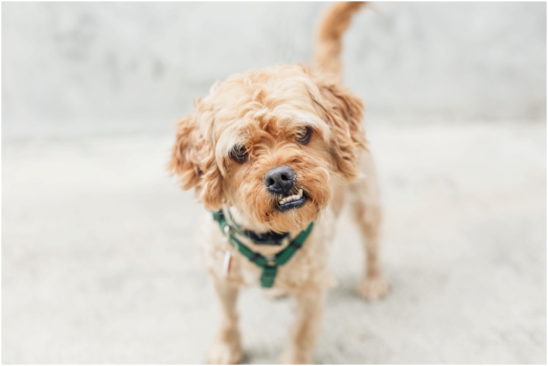  bring happiness home with this scruffy puppy 