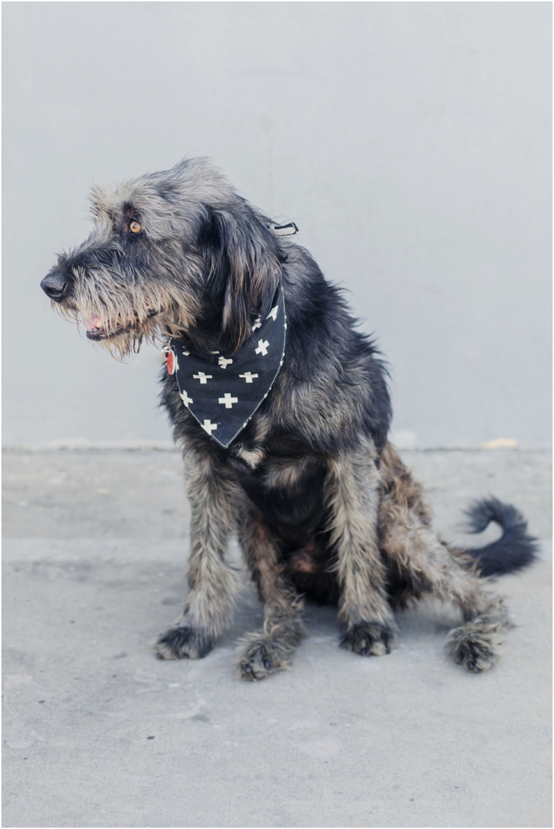  irish wolfhound available for adoption at wags and walks dog rescue 